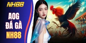AOG Đá Gà NH88 - Khám Phá 5 Bước Làm Chủ Sảnh Cược Đỉnh